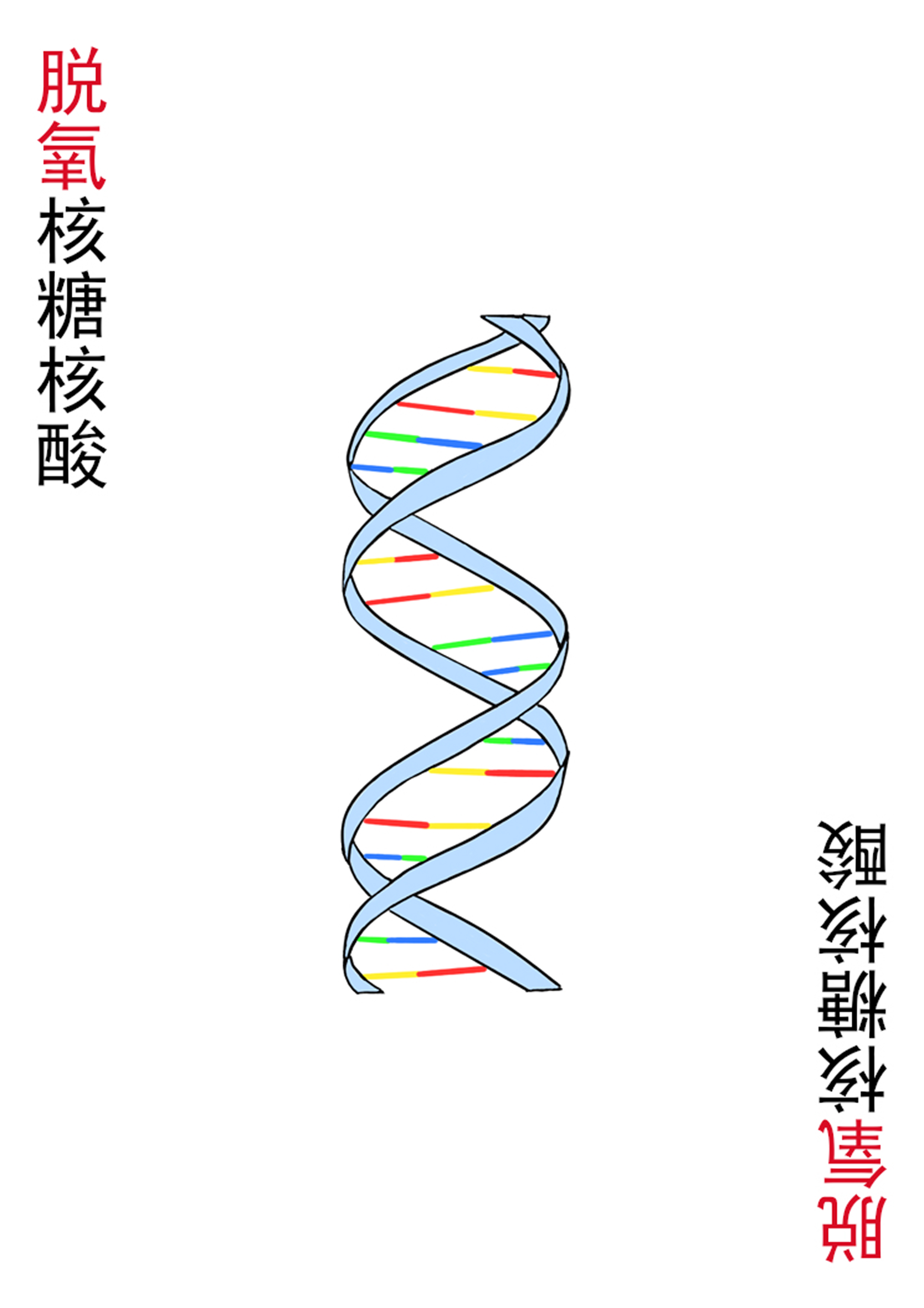 2-DNA