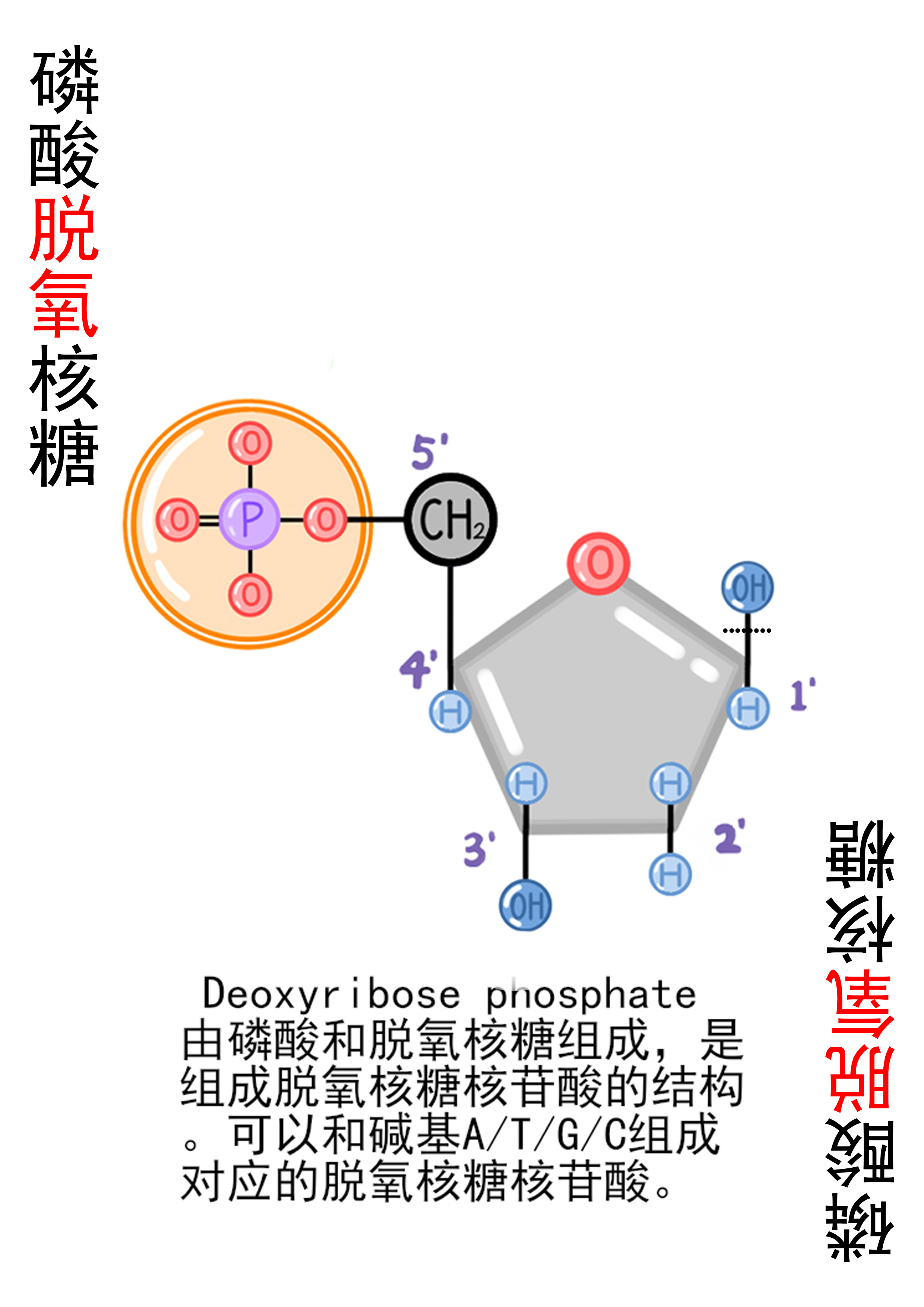 23-磷酸脱氧核糖