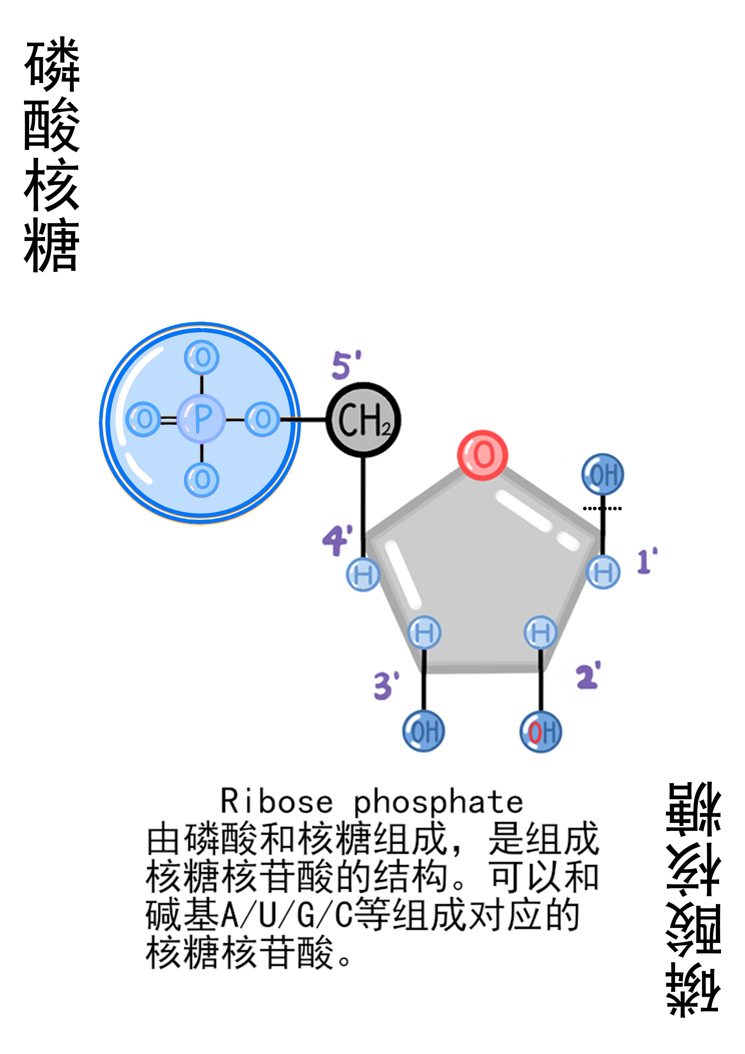 24-磷酸核糖-特殊