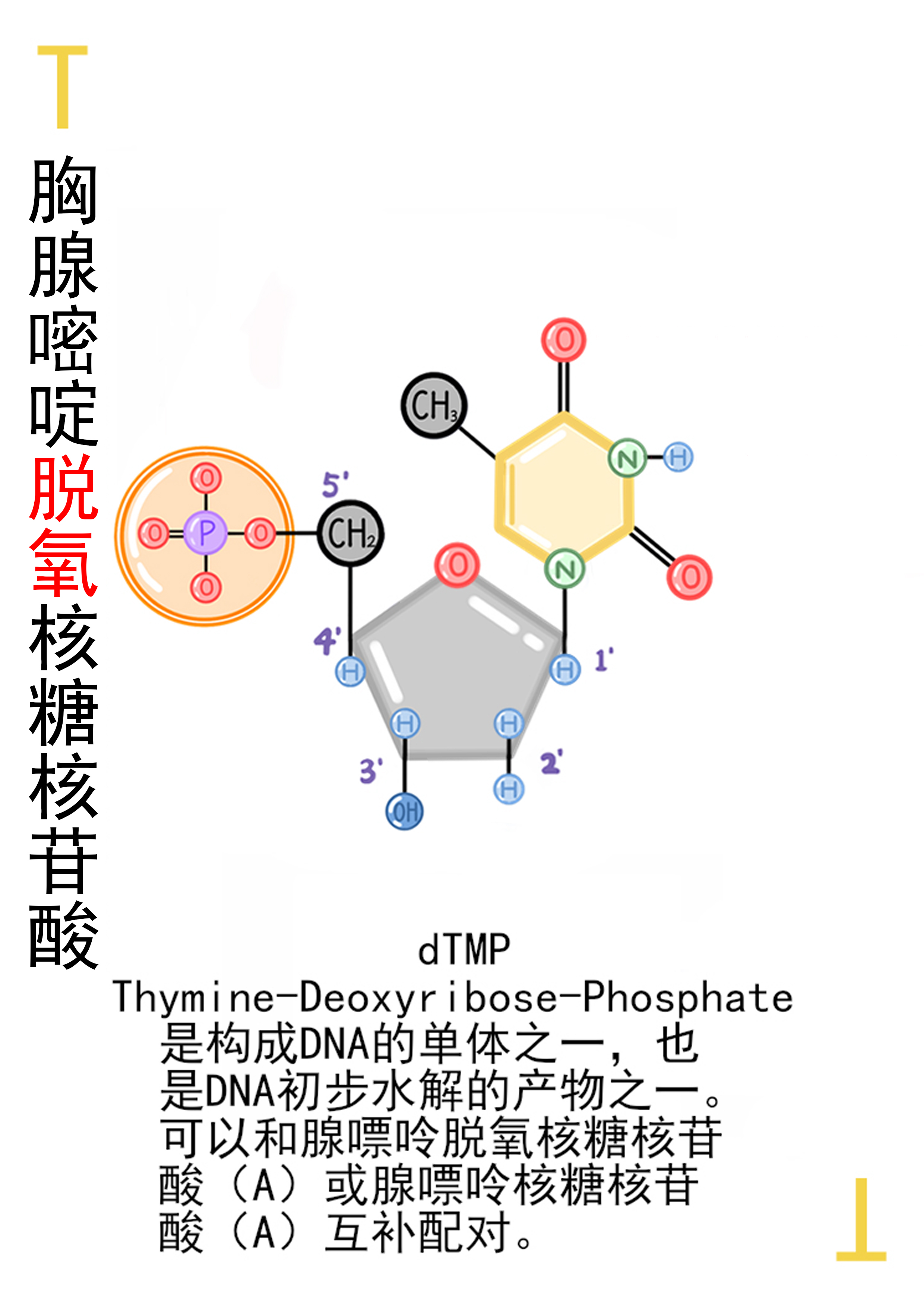 4-胸腺嘧啶脱氧核糖核苷酸展示