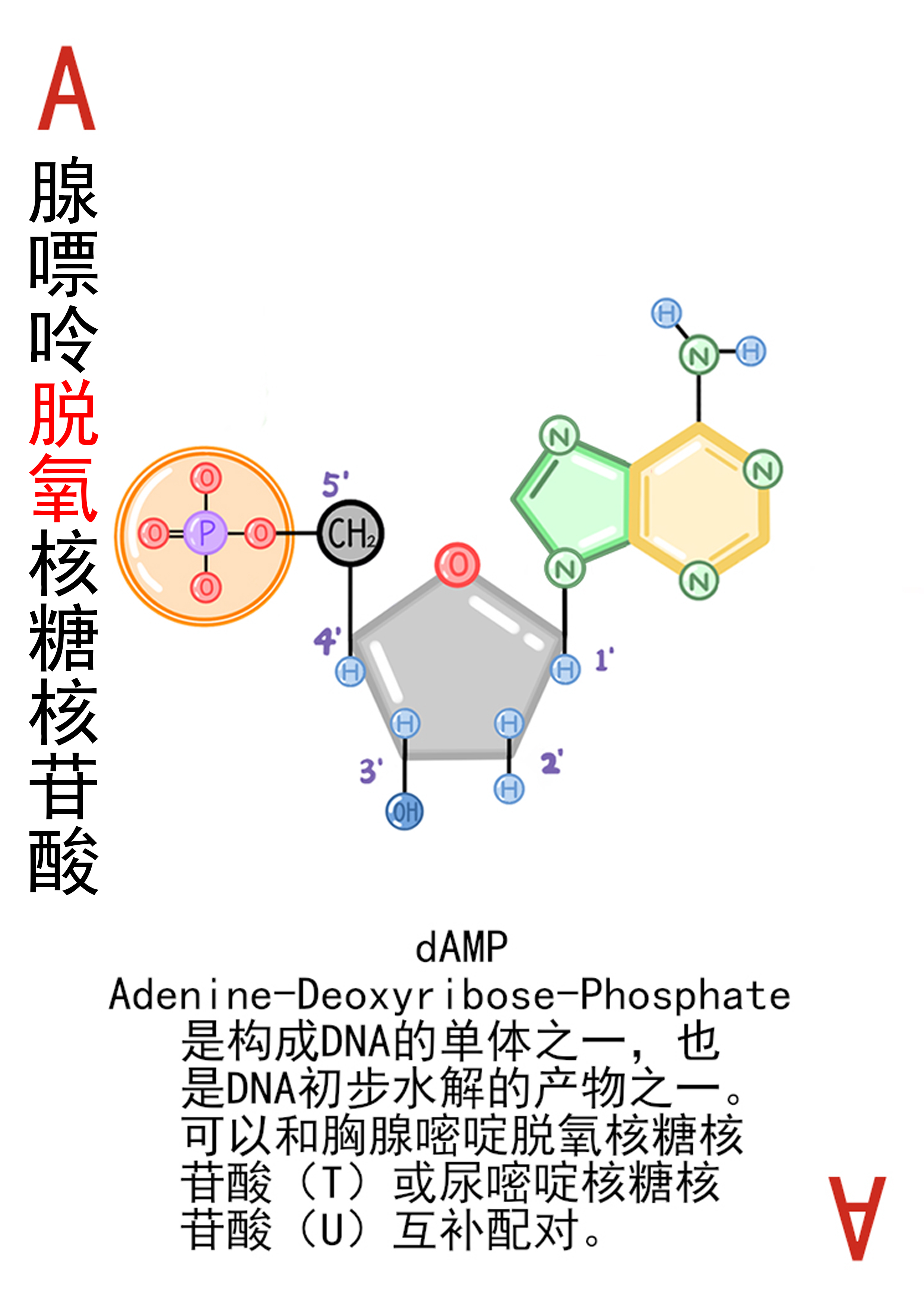 4-腺嘌呤脱氧核糖核苷酸展示