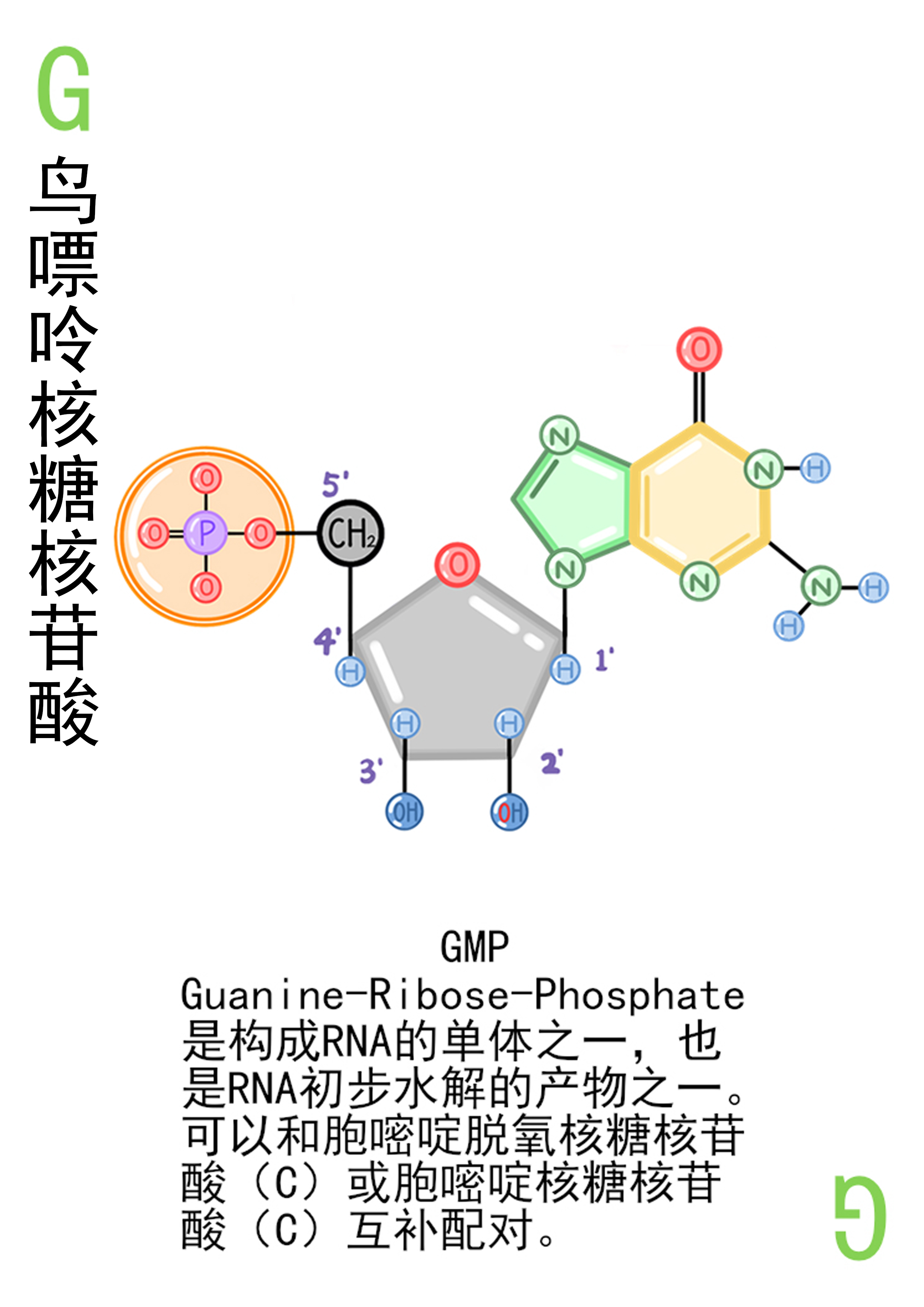 4-鸟嘌呤核糖核苷酸展示