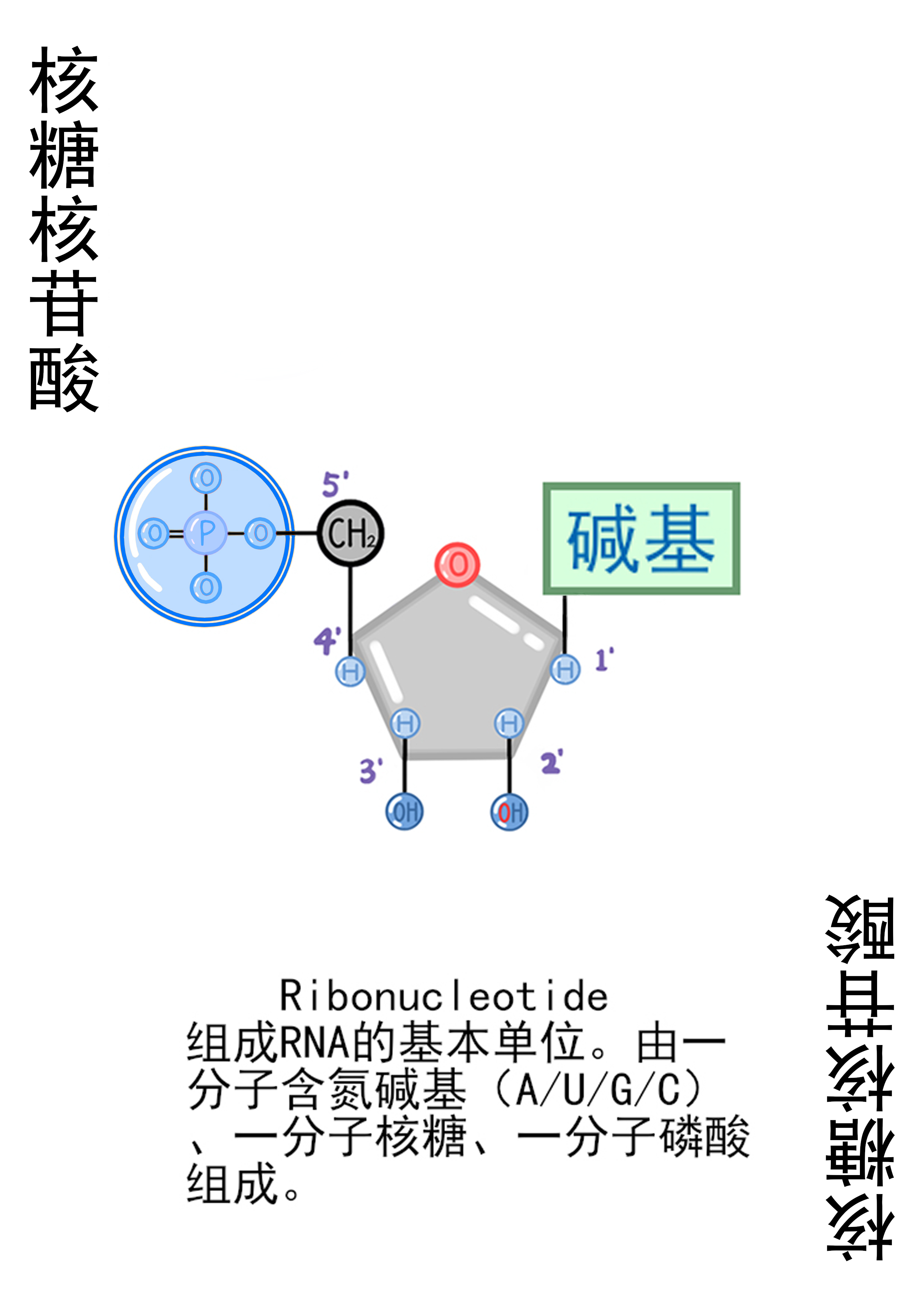6-核糖核苷酸-特殊