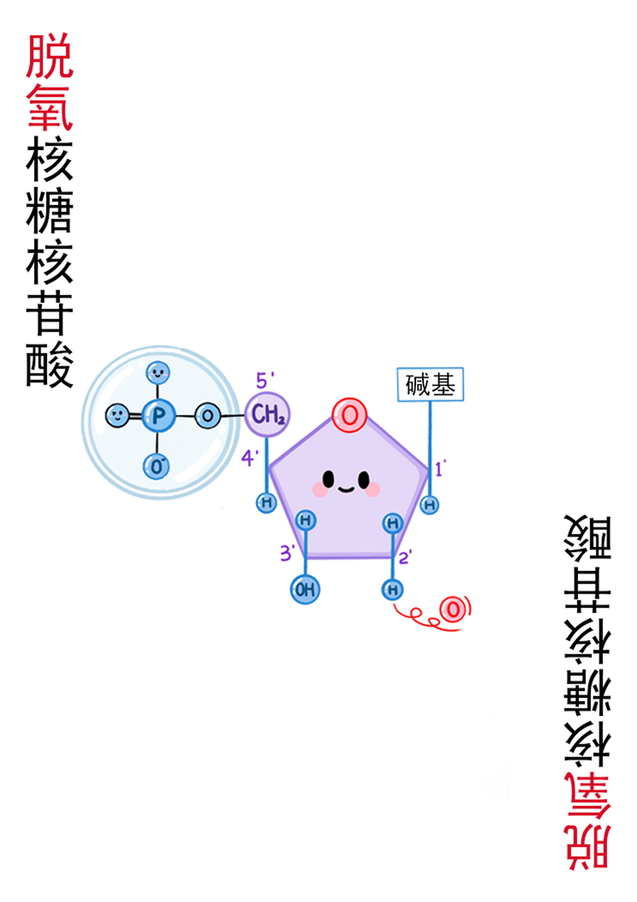 3-脱氧核糖核苷酸