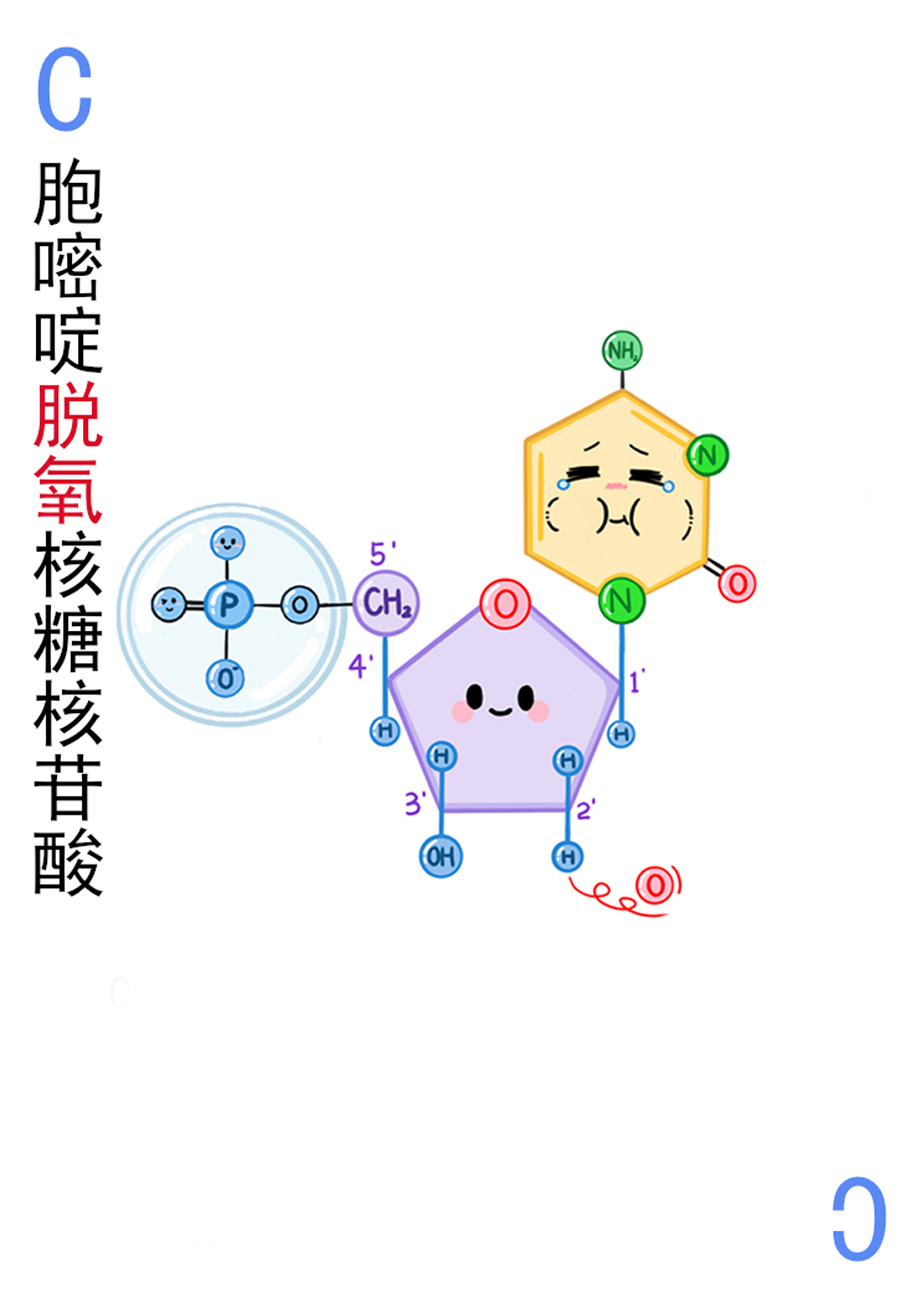 4-胞嘧啶脱氧核糖核苷酸