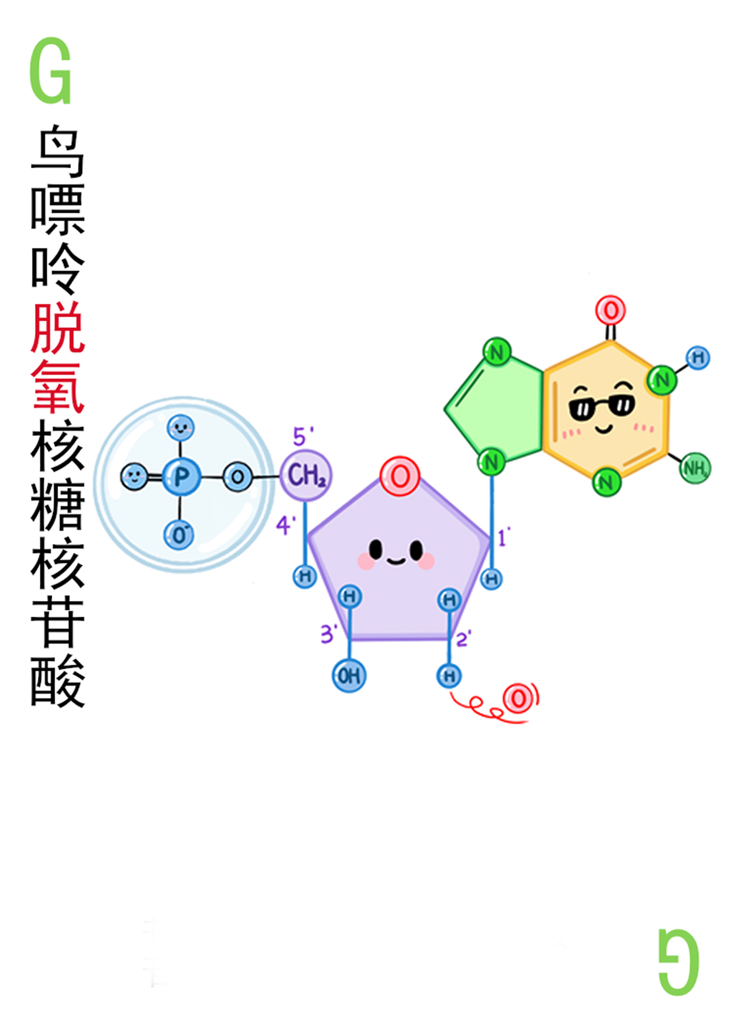 4-鸟嘌呤脱氧核糖核苷酸