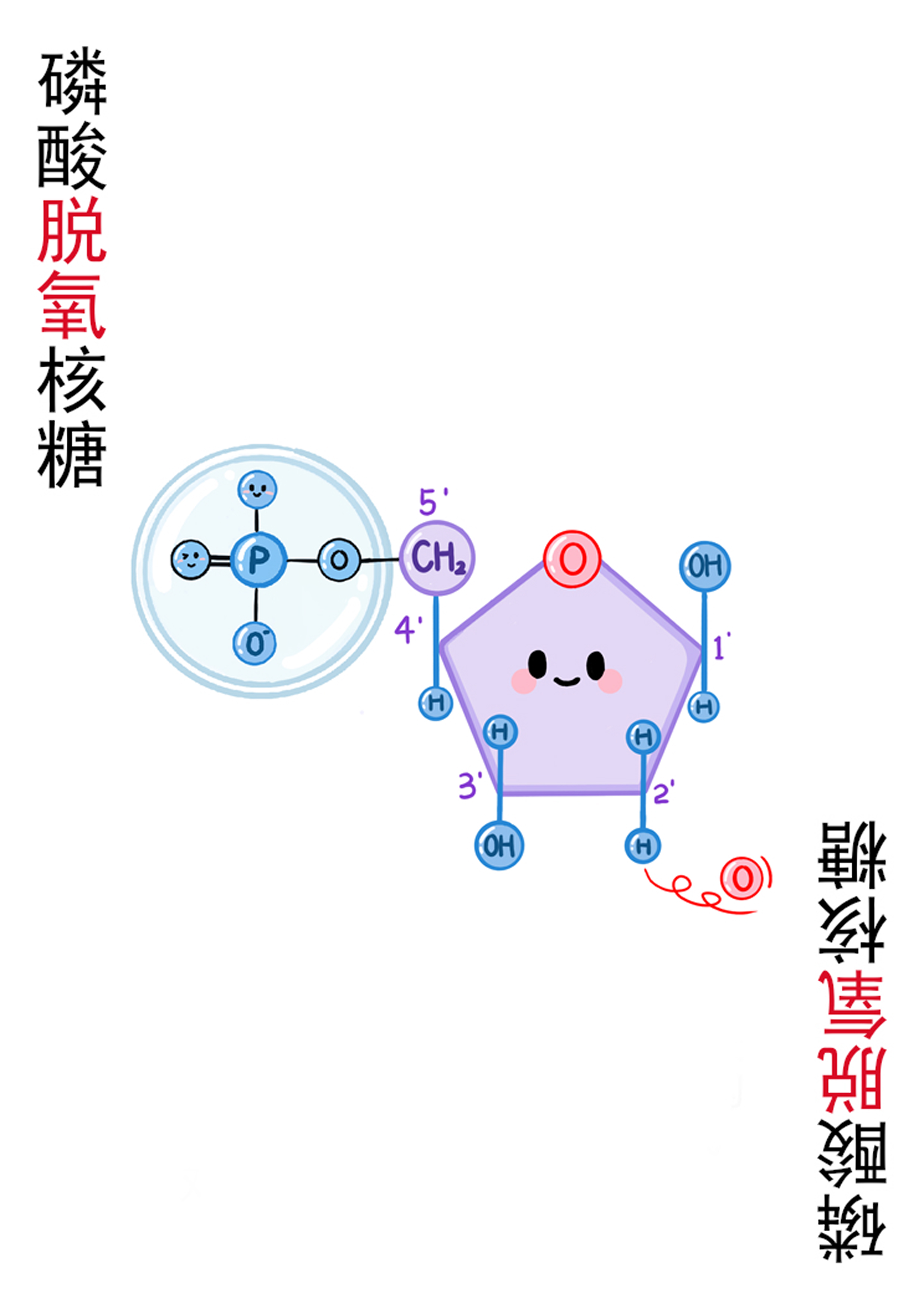 5-磷酸脱氧核糖